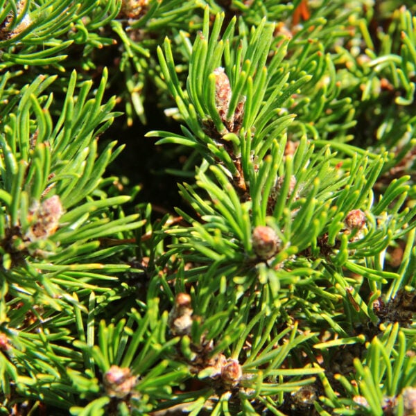 Pinus mugo 'Short Needle' Mugo Pine