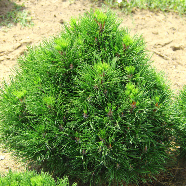 Pinus mugo 'Varella' Mugo Pine