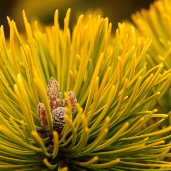 Pinus mugo 'Zundert' Mugo Pine