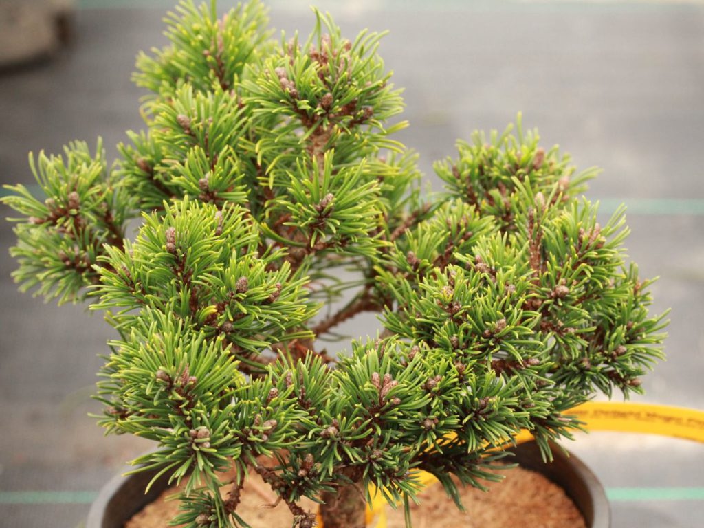 Pinus mugo ‘Little Delight’