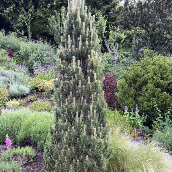 Pinus nigra 'Frank' Austrian Pine