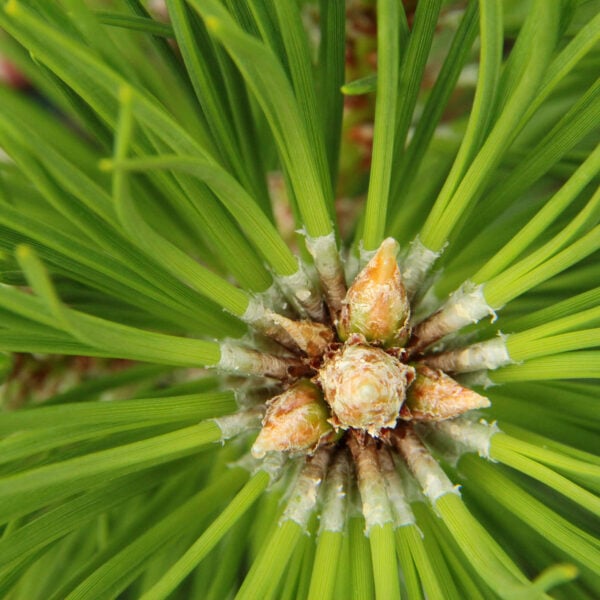 Pinus nigra 'Sycow' Austrian Pine