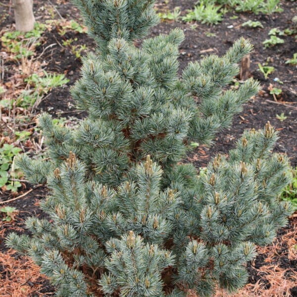 Pinus parviflora 'Blue Dreamer' Japanese White Pine