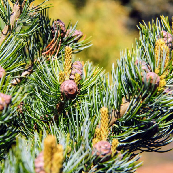 Pinus parviflora 'Gyoko sho hime' Japanese White Pine