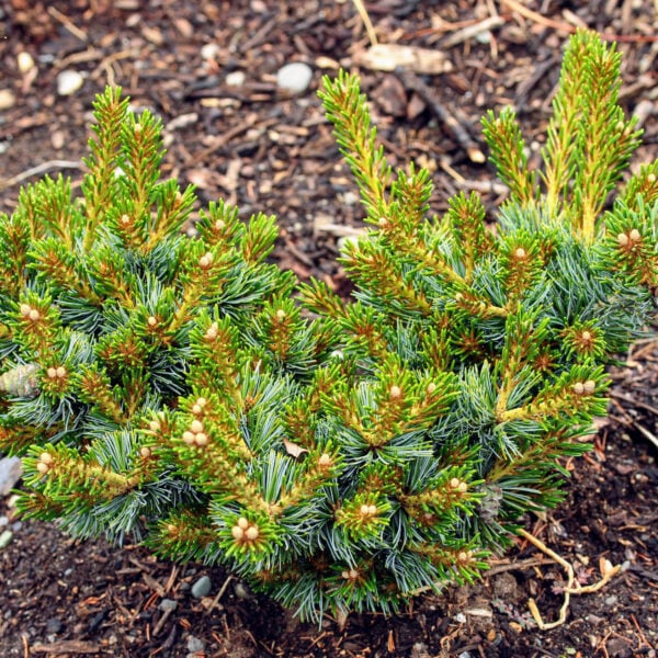Pinus parviflora 'Regenhold Broom' ('Ron's Broom') Japanese White Pine