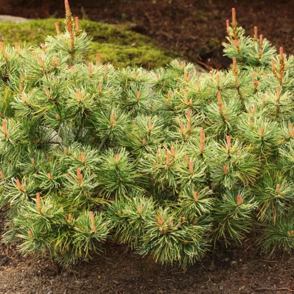 Pinus parviflora 'Tanima no yuki' Japanese White Pine