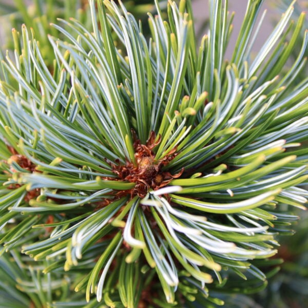Pinus pumila 'NA 43537' Siberian Stone Pine