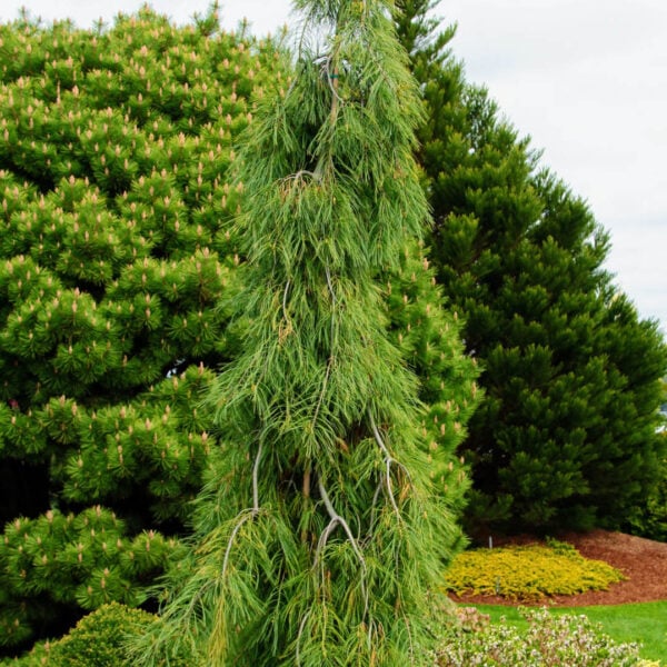 Pinus strobus 'Angel Falls' (#1 Container) $750 Gift