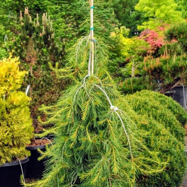 Pinus strobus 'Angel Falls' Eastern White Pine