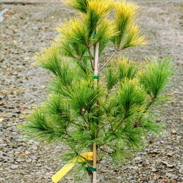 Pinus strobus Louie