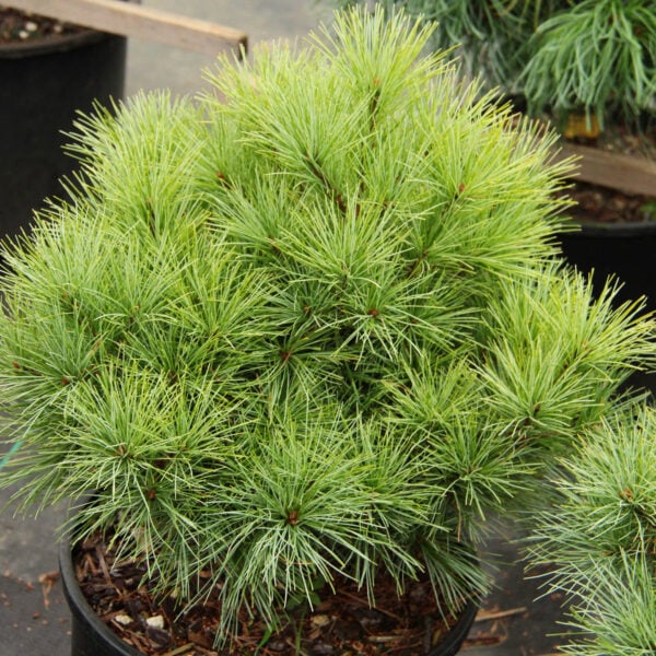 Pinus strobus 'Sea Urchin' Eastern White Pine