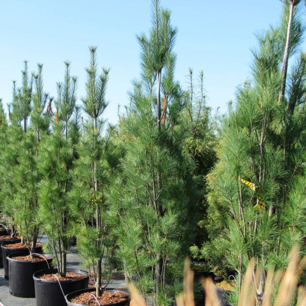 Pinus strobus 'Stowe Pillar'