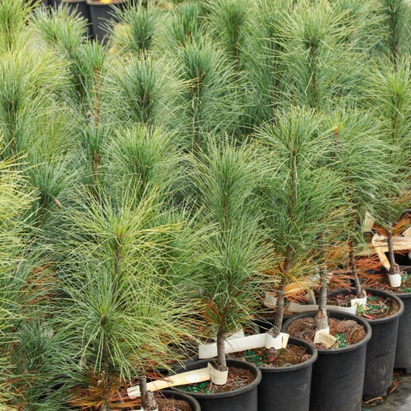 stowe pillar pine