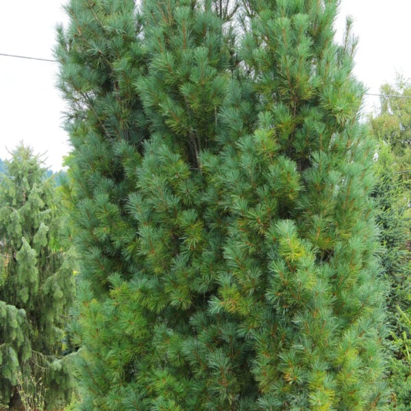 stowes pillar white pine