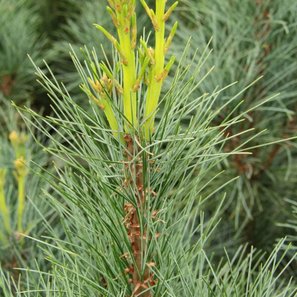 white stowe pillar pine