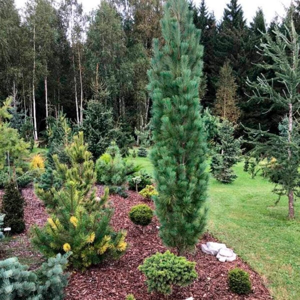 stowe pillar white pine size