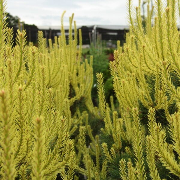 Pinus sylvestris 'Candlelight' Scots Pine