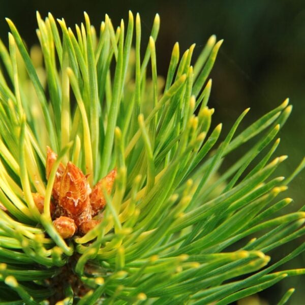 Pinus sylvestris 'Gold Medal' Scots Pine
