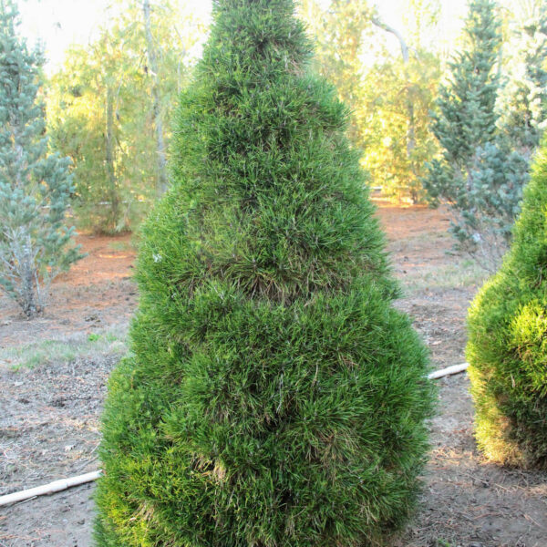 green penguin scots pine