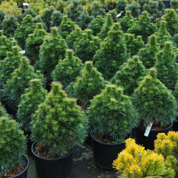 penguin scotch pine
