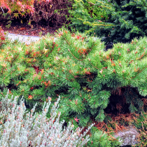 pinus hillside creeper