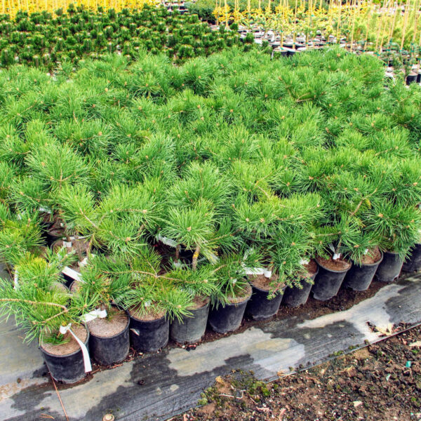 hillside creeper scots pine