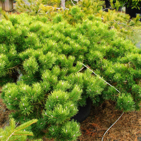 hillside creeper pine