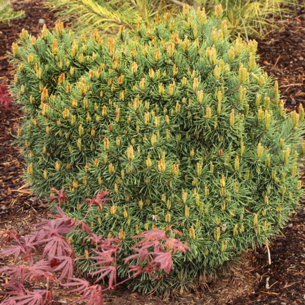 Pinus sylvestris 'Pixie' Scots Pine