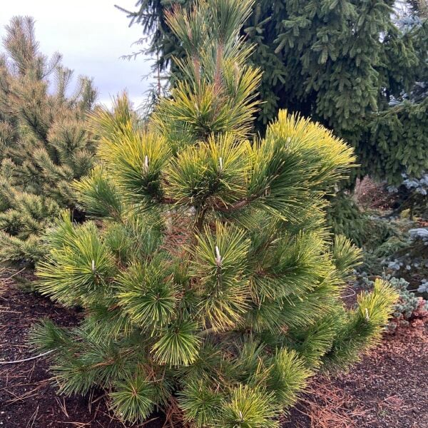 Pinus thunbergii 'Ogon' Japanese Black Pine