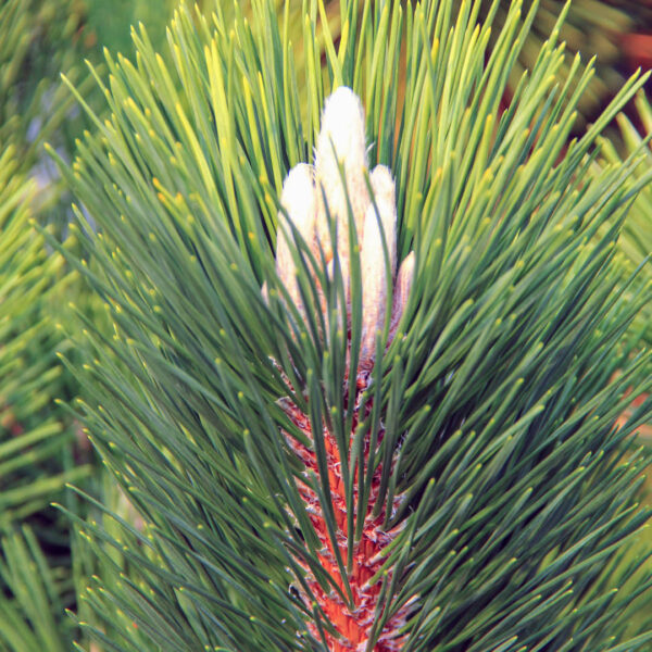 Thunderhead Japanese black pine