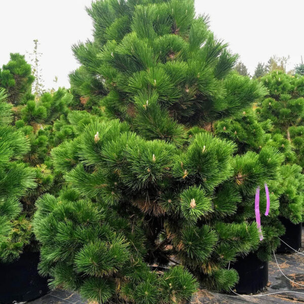 Japanese Thunderhead Pine