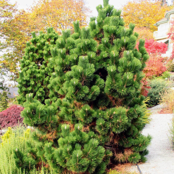thunderhead japanese pine