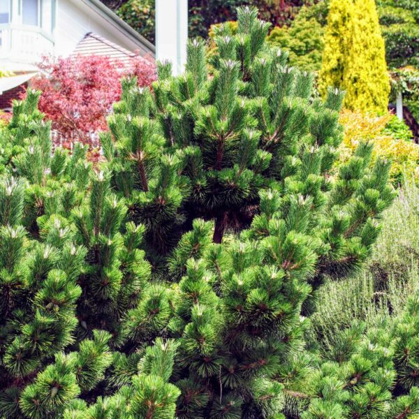 thunderhead black pine