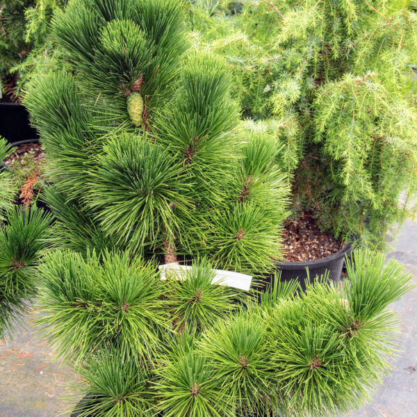 Pinus thunbergii thunderhead Japanese black pine