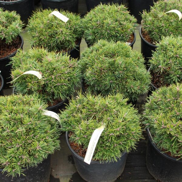 Pinus uncinata 'Paradekissen' Mountain Pine