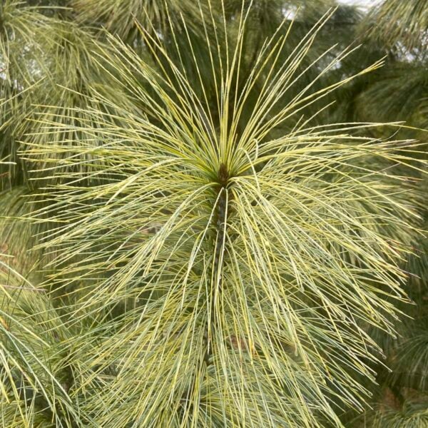 Pinus wallichiana 'Zebrina' Himalayan Pine