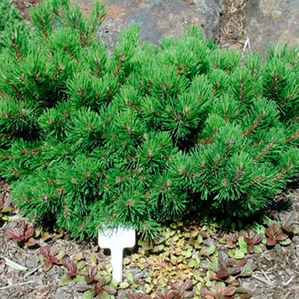 Pinus mugo 'Corley's Mat' Mugo Pine