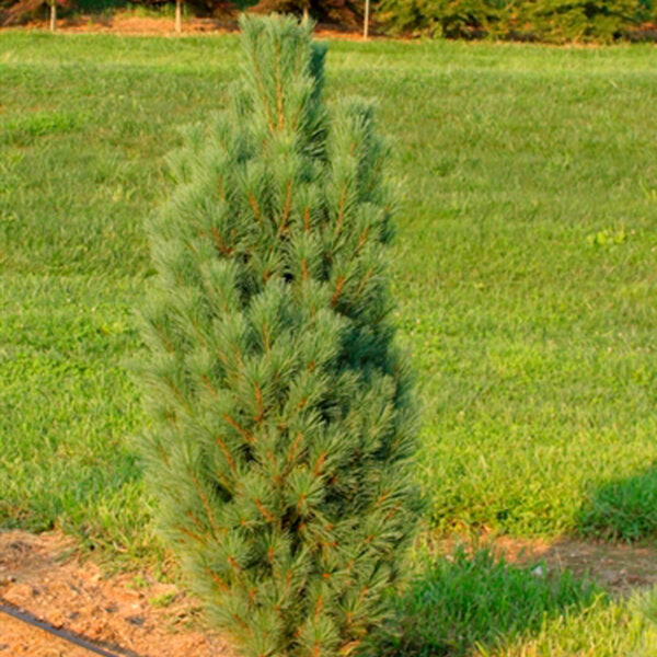 Pinus strobus 'Stowe Pillar' Eastern White Pine