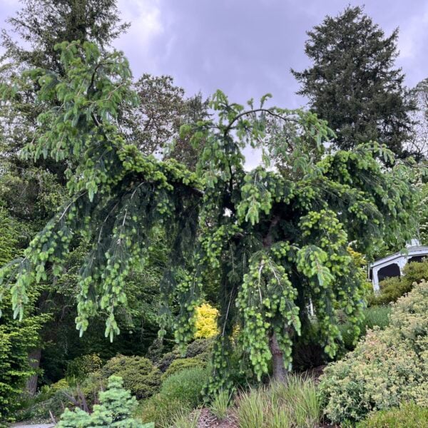 Pseudotsuga menziesii 'Albers Elegant Weeping' Douglas Fir