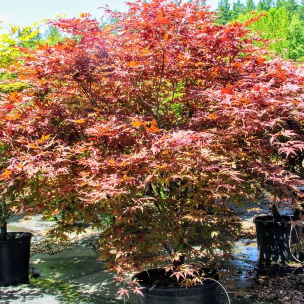 acer purple ghost for sale
