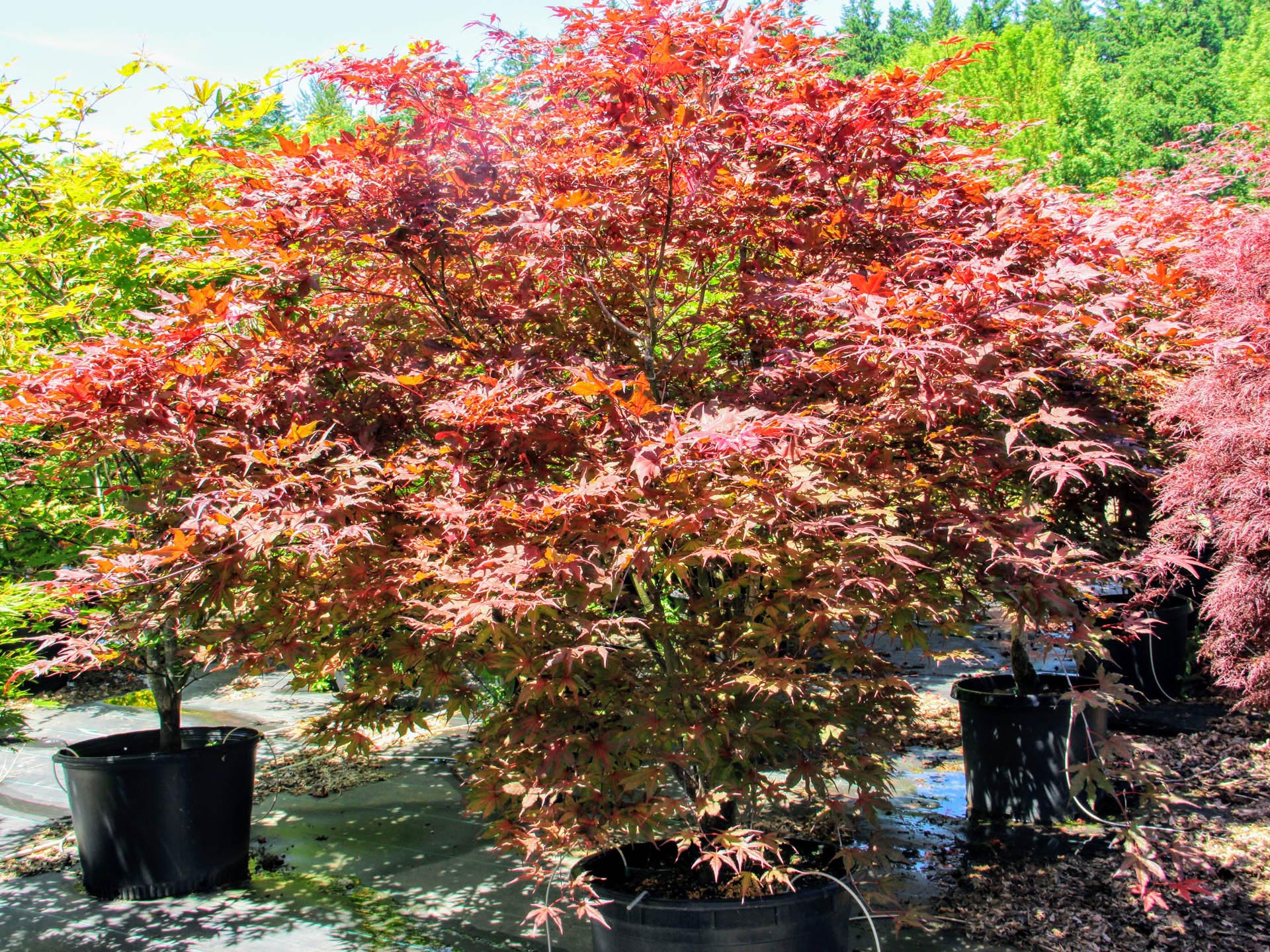 acer purple ghost for sale
