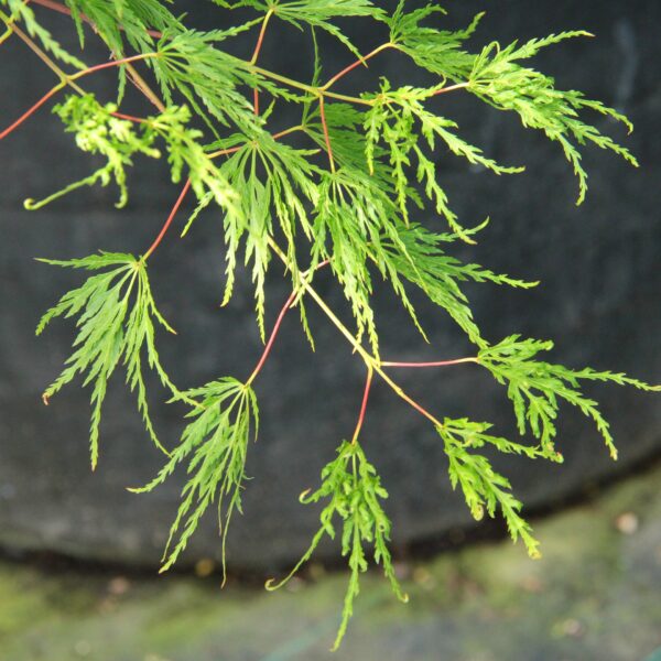 seiryu japanese maple for sale