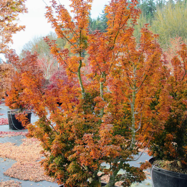 Acer palmatum 'Shishigashira'