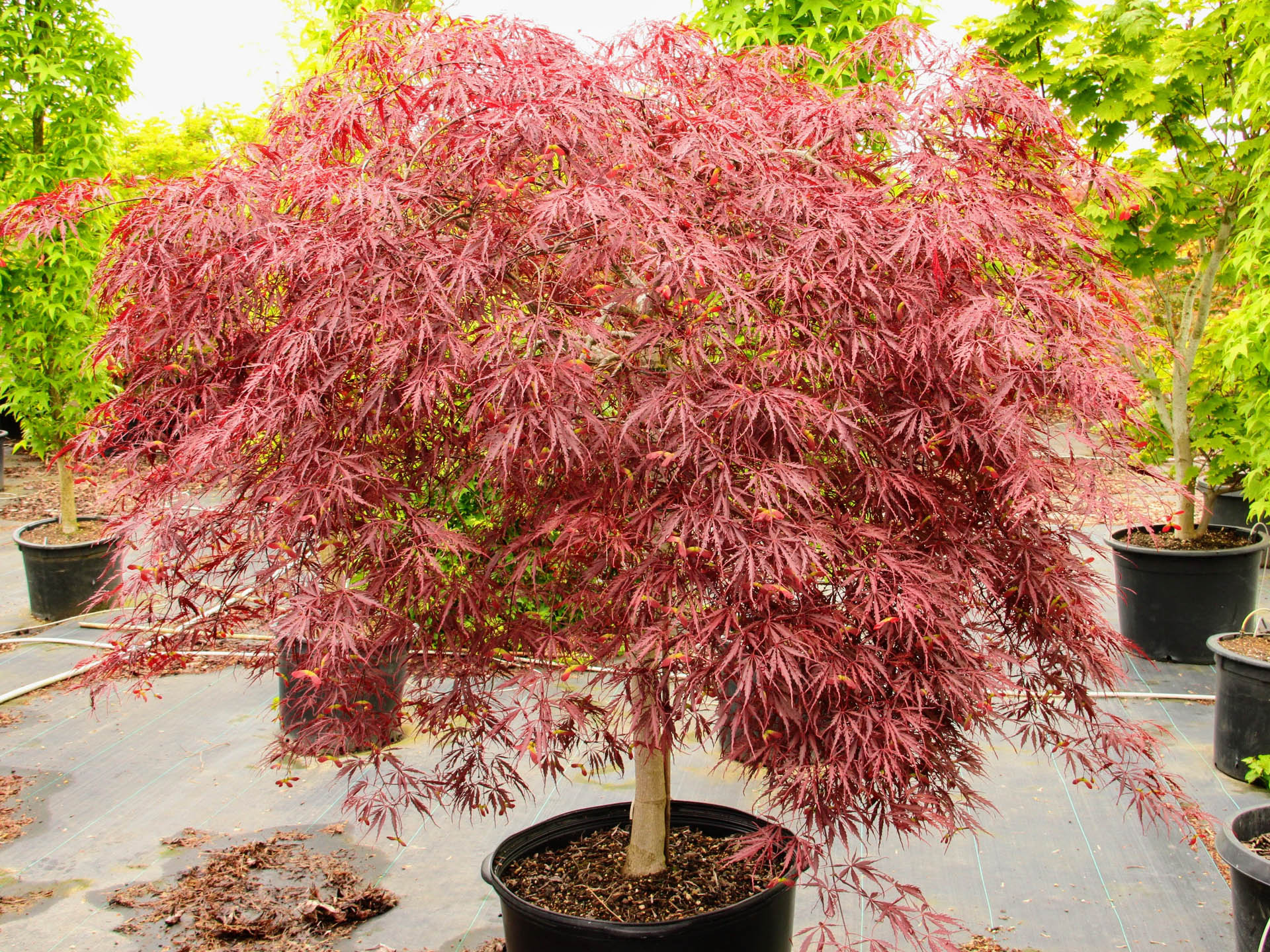 dwarf japanese maple botanical name