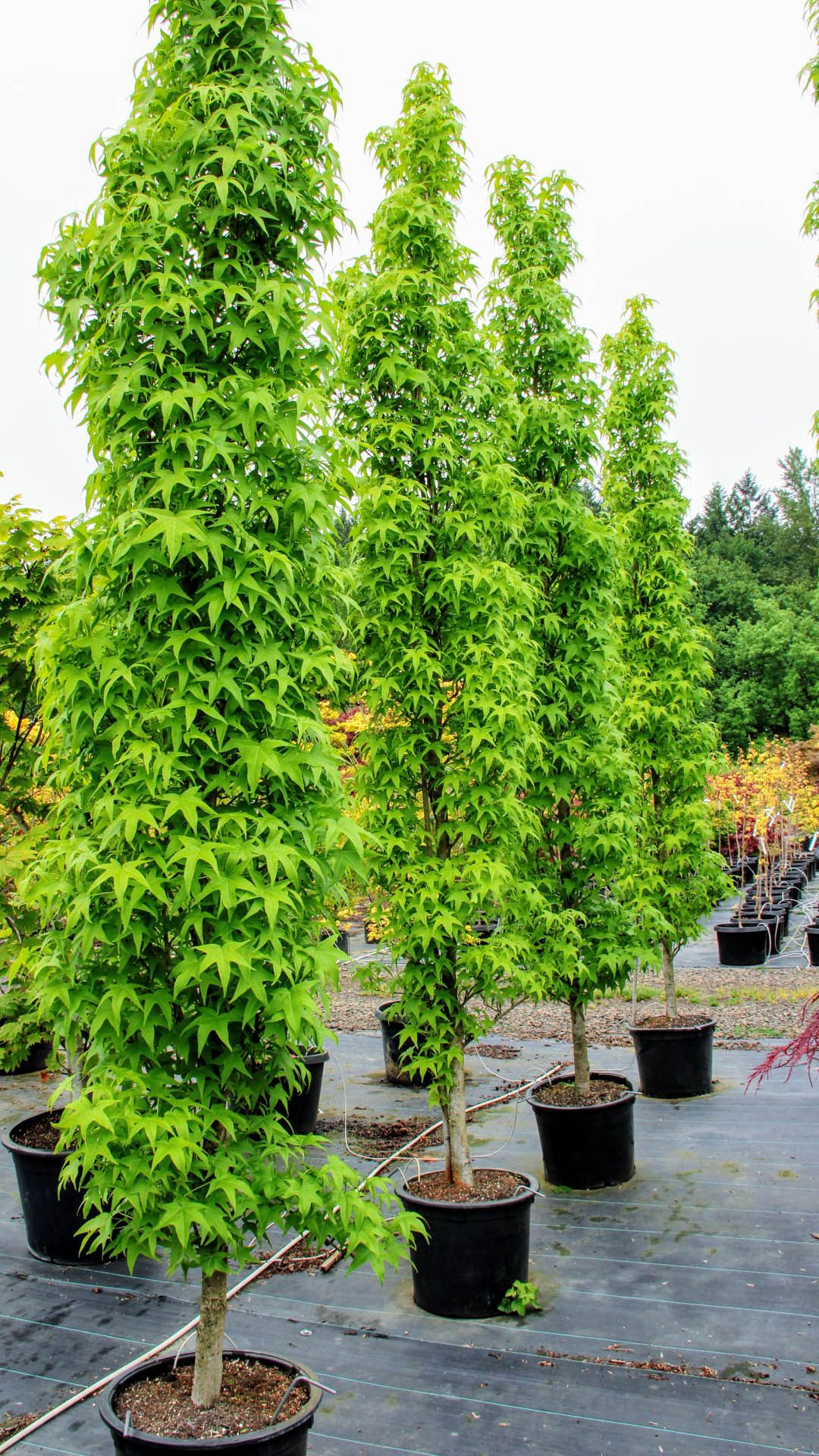 Liquidambar styraciflua 'Slender Silhouette' American Sweetgum