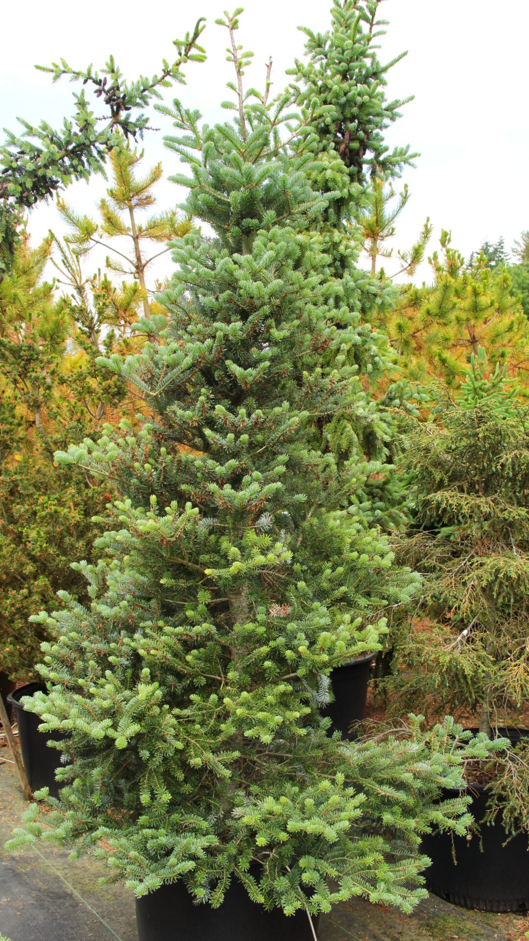 Abies koreana 'Blaue Zwo' Korean Fir | Conifer Kingdom