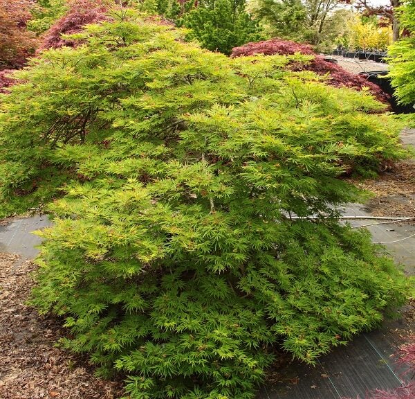 Acer shirasawanum 'Green Snowflake' Japanese Maple