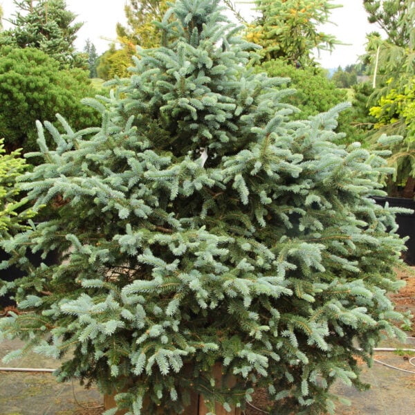 Picea pungens 'Donna's Rainbow' Colorado Spruce
