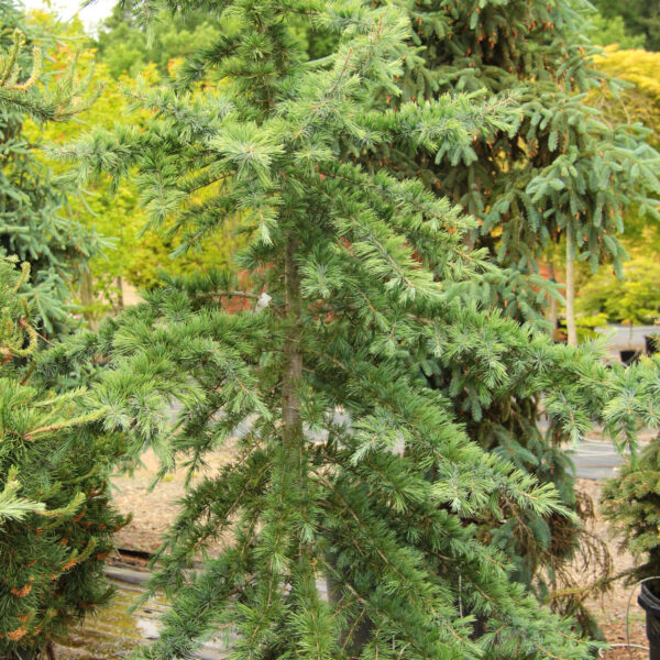 Cedrus deodara 'Bush's Electra' ('Electra Blue') Himalayan Cedar