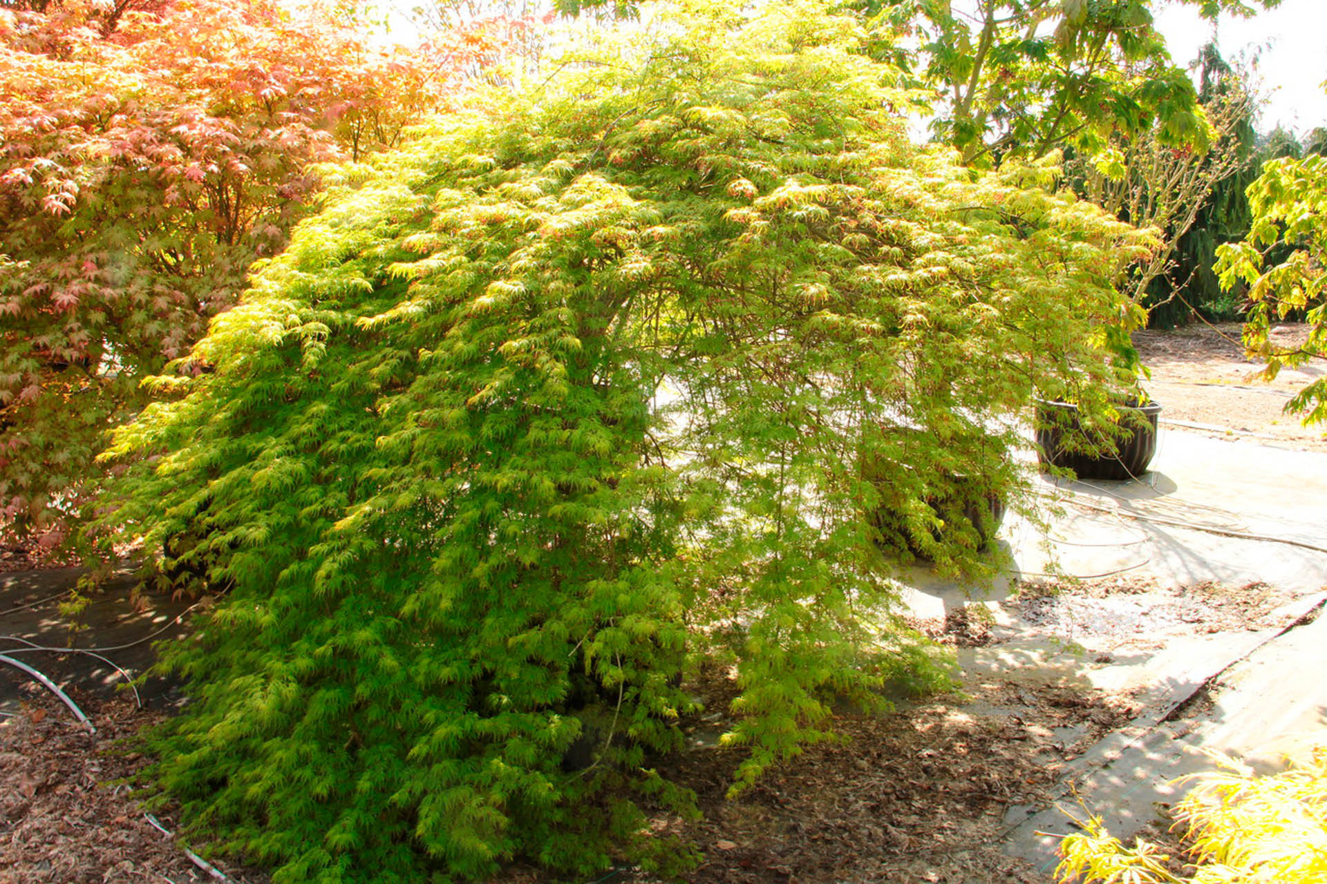 waterfall japanese maple waterfall japanese maple